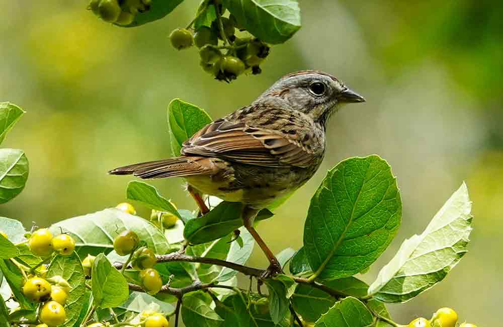 Avistamiento de aves